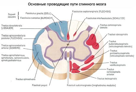 Кичмена мождина