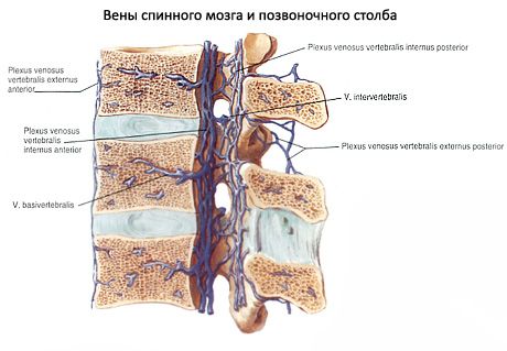 Кичмена мождина