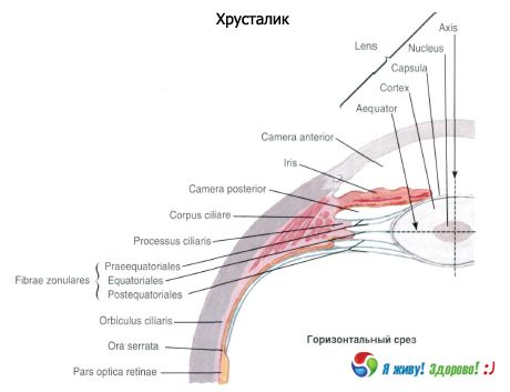 Кристално сочиво. Структура кристалног сочива.