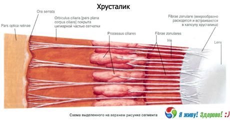 Кристално сочиво. Структура кристалног сочива.