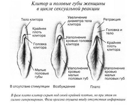 Клиторис током сексуалног односа
