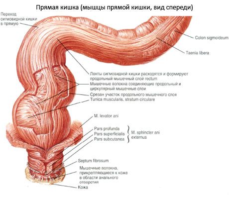 Ректум