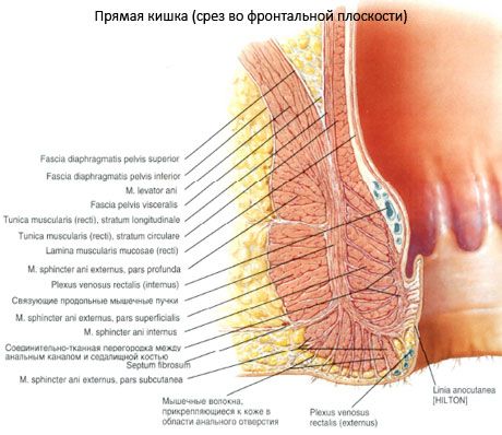 Ректум