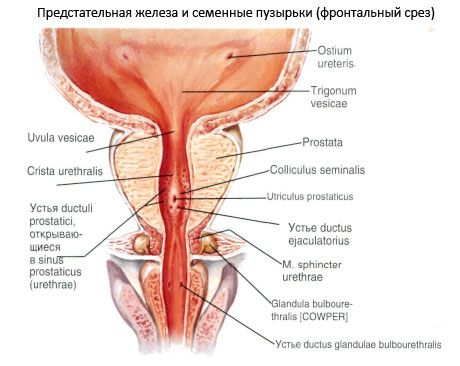 Простата (простата)