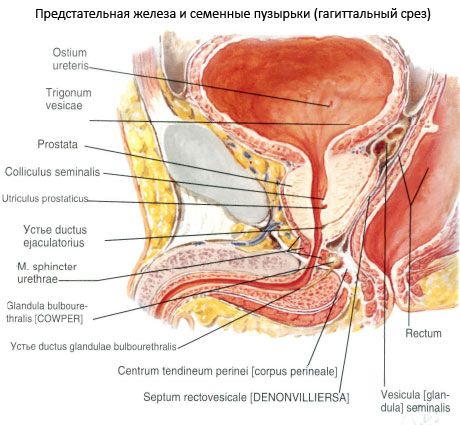 Простата (простата)