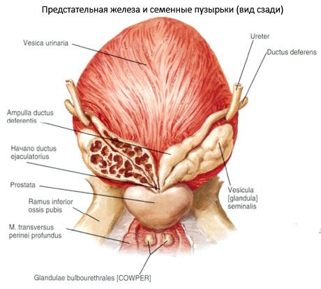 Простата (простата)