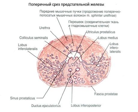 Структура простате