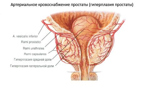 Крвни судови и живци простате